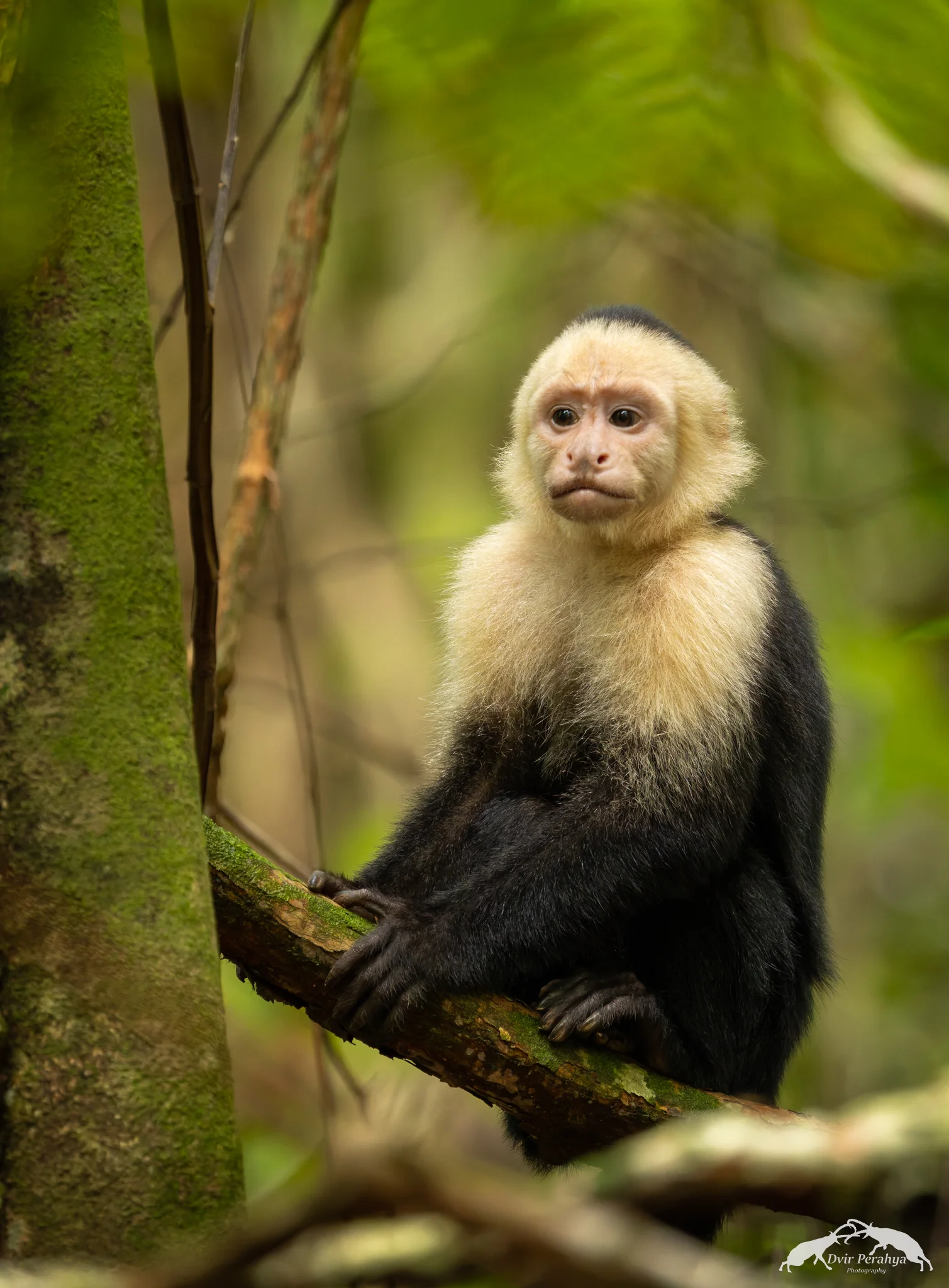 Capuchin monkey, Monteverde